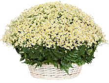 Цветочная композиция из Ромашки в корзине #REPLACE_PRED# Элисте